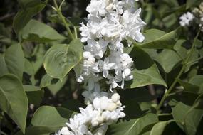 Flower Plant Nature