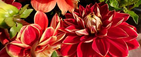 Dahlia Plant Flower