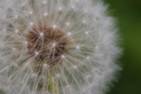 Dandelion Fluffy Seeds