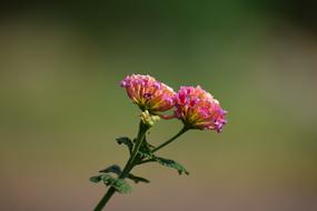 Wildflower Colorful Nature