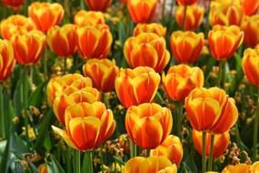 Tulip Flower Plant