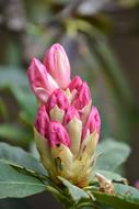 Nature Flower Plant