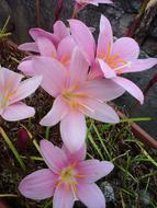 Flower Nature Plant