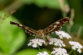 Butterfly Summer Blossom