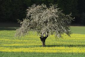 Fruit Tree Field Of Rapeseeds