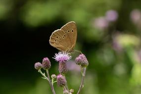 Butterfly Summer Blossom