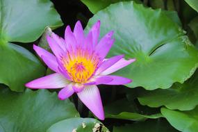 purple flower with beautiful foliage