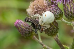 Dorsata Spider Fly