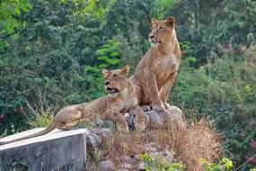 Nature Wildlife Mammal