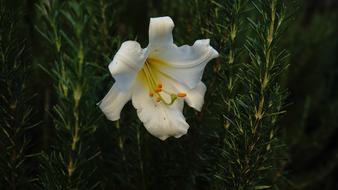 Lily Bloom White