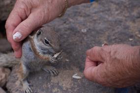Gophers Hand Stroke