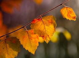 Leaf Summer Sunrise