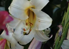 Lily Petals Stamen