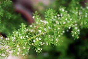 Plant Nature Leaf