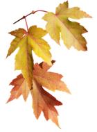 a branch with leaves