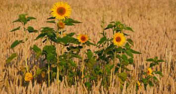 Nature Agriculture Cornfield