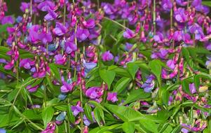 Nature Flower Plant