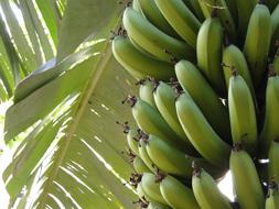Banana Plant Fruit
