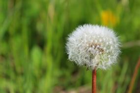 Nature Grass Plant
