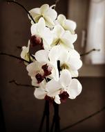 Flower Flora Nature