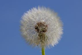 Dandelion Fluffy Nature