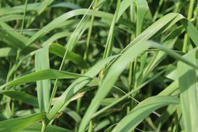 Plant Leaf Nature