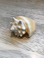Natural Shell Beach