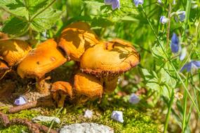 raw mushrooms in the woods