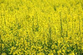 Rapeseed Canola Field Blooming