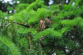Needle Flora Nature