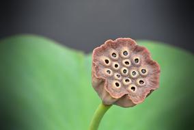 dry poppy in greenery