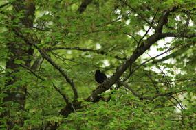 Nature Tree Wood