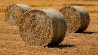 Straw Hay Nature