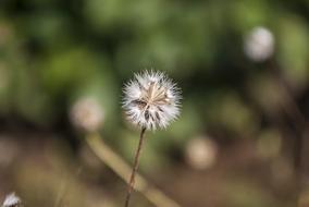 Nature Summer Flora