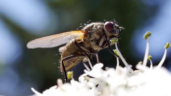 Fly Insects Nature