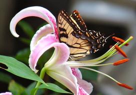 Lily Flower Nature