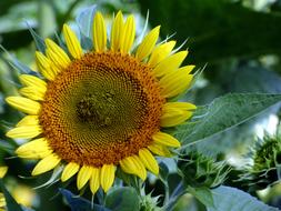 Sunflower Flower Nature