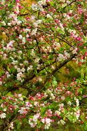 Apple Tree Spring Blossom
