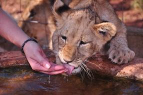 Tiger drinks water