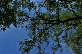 Forest Trees Branches