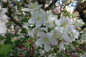 Flower Tree Plant