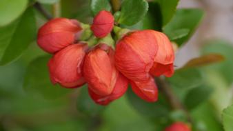 Nature Garden Fruit