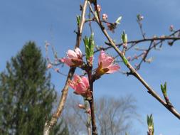 Blossom Flower Tree