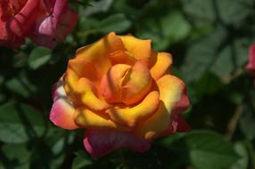 Rosa beautiful rose yellow red look