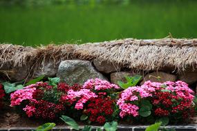 Nature Flowers Plants