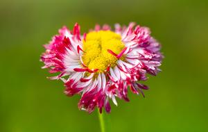 Daisy Nature Flower