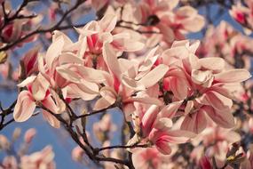 rosebuds are beautiful on a branch