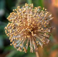 wild big flower