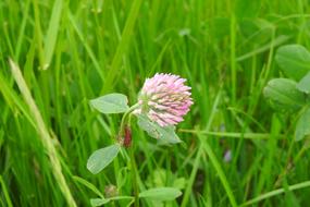 Lawn Nature Plant