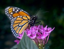 Butterfly Flower Nature